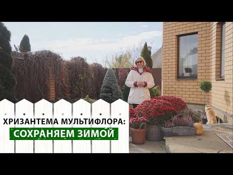 Видео: Как зимуют хризантемы? Простые способы, как подготовить Мултифролу к роскошному цветению весной