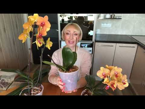 Видео: Как пересадить орхидею, легко для начинающих орхолюбителей