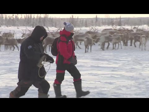 Видео: Люди Арктики | Ялэмдад нумгы 11.03.2022 г