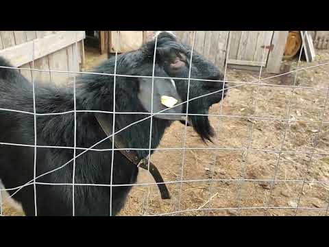 Видео: Дон уехал. Сыр -"брак"?