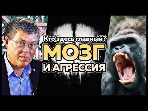 Видео: Агрессия и мозг: самое важное