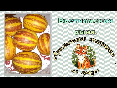 Видео: Вьетнамская дыня Ходжа Насреддин. Полосатая экзотика