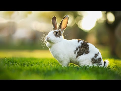 Видео: Успокаивающая музыка для нервов 🌿 лечебная музыка для сердца и сосудов, релакс, музыка для души