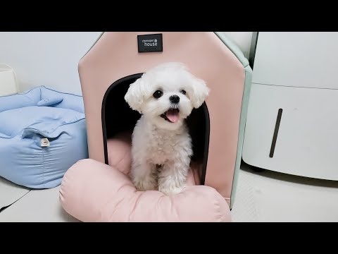 Видео: Пейзаж, который вы можете сочувствовать, если вы воспитываете щенка