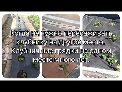 Видео: Когда клубнику пересаживать на другое место не нужно #клубника