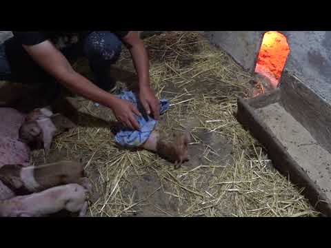 Видео: Опорос,родился мёртвый,делаю искусственное дыхание