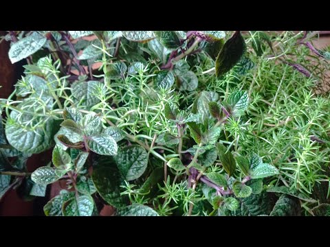 Видео: Плектрантус+?! Как сохранить зимой!