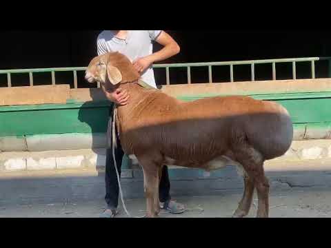 Видео: Арашан элита +996550244447