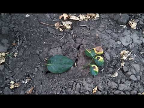 Видео: Чёрная пятнистость на розах. Профилактика и лечение.