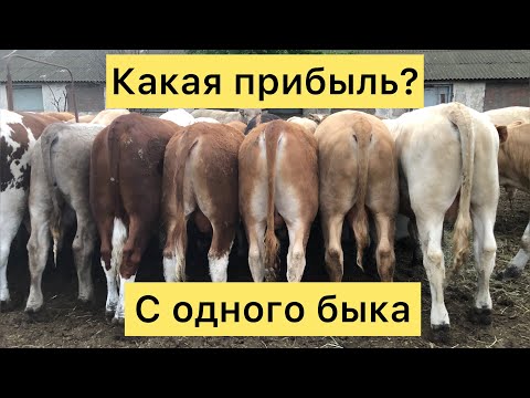 Видео: Выгодно ли держать бычков на мясо ? 7 месяц Откорма 10 06 2023г