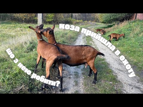 Видео: Парування кіз , коли це зручно?