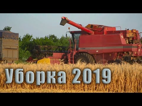 Видео: Уборка озимого ячменя 2019! CASE IH 2388.