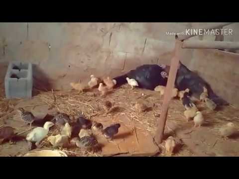 Видео: Күркетауық балапанын бағу
