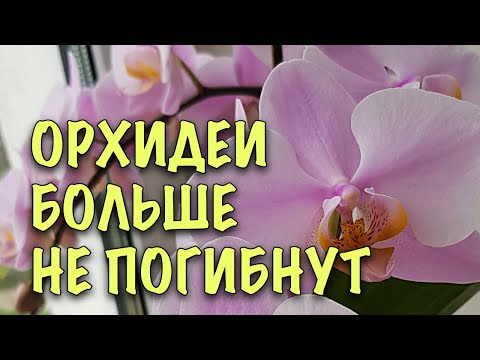 Видео: ОРХИДЕИ НЕ ПОГИБНУТ! Будут ПЫШНО и ДОЛГО ЦВЕСТИ! СЕКРЕТЫ и ОШИБКИ в уходе ЗИМОЙ