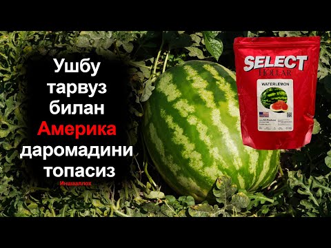 Видео: Ўзбекистон иқлимига маслаштирилган мукаммал "HOLLAR SELECT" Америка тарвуз уруғи!