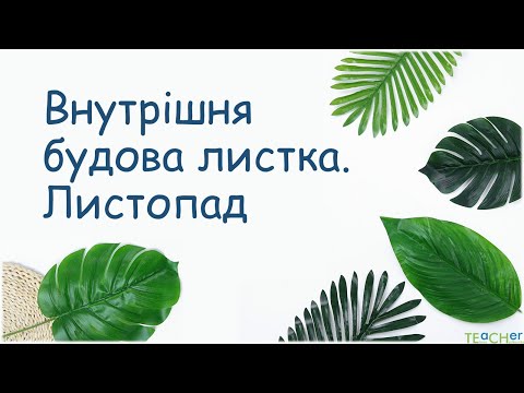 Видео: Внутрішня будова листка. Листопад.