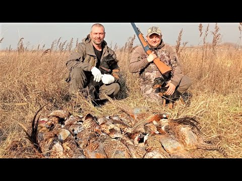 Видео: Охота на фазана. Результат превзошёл ожидания!