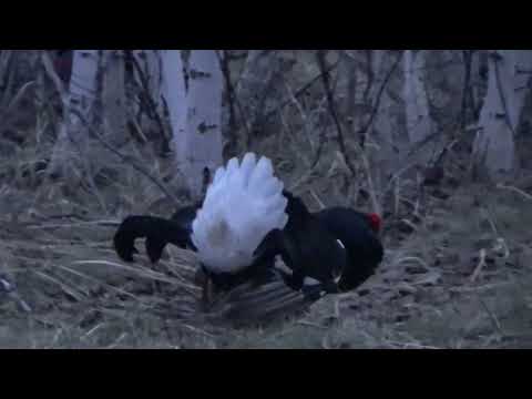 Видео: ТАКОЙ охоты у меня ещё не было. Охота на тетерева на току 2025