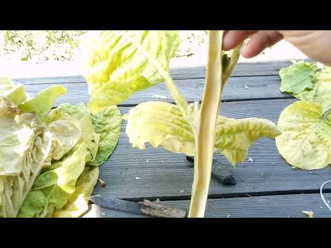 Видео: Раскалывание махорки, чистка сердцевины и т.д.