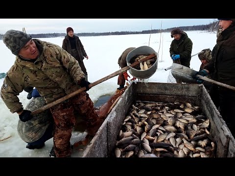 Видео: Невод. Мунха №2. Отличный улов! Верхневилюйск #якутия #рыбалка #зима #охотаирыбалка #мунха #невод