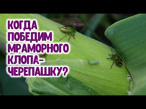 Видео: КАК ПОБЕДИТЬ МРАМОРНОГО КЛОПА-ЧЕРЕПАШКУ?