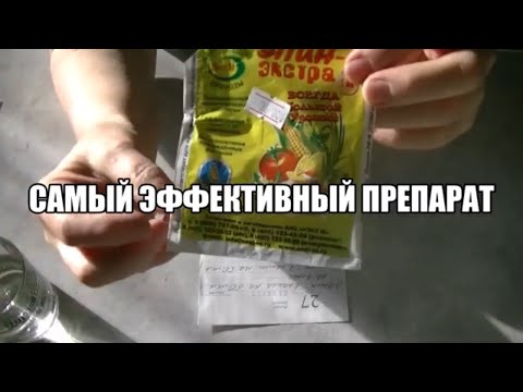 Видео: В чём замачивать семена? Какой препарат дал 100% всхожесть?