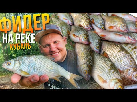 Видео: Рыбалка на ФИДЕР на реке КУБАНЬ. Попал на ЖОР плотвы. РЫБА с каждого заброса
