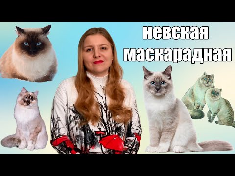 Видео: Невская маскарадная кошка. История и особенности породы