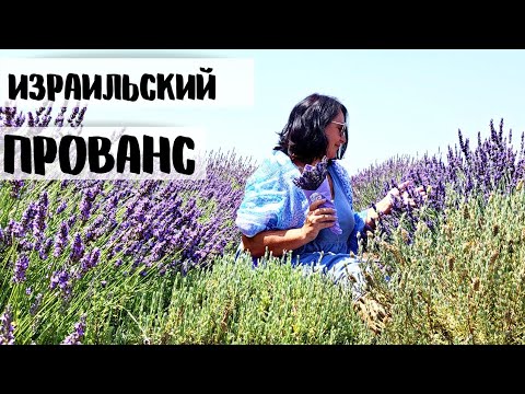 Видео: МОРЕ ЛАВАНДЫ. Винодельня и буренки. Север Израиля