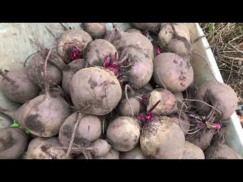 Видео: Осенняя палитра для сыроядения.