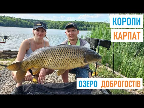 Видео: РИБАЛКА на КОРОПА в КАРПАТАХ. Озеро ДОБРОГОСТІВ #КомандаА #KomandaA #niksol #carp #допомогаЗСУ #ЗСУ