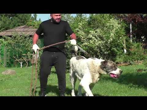 Видео: Хозяйство в Есентуках