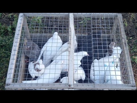 Видео: #Pigeons.Вторая тренировка пищалок.