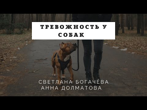 Видео: Тревожность у собак.