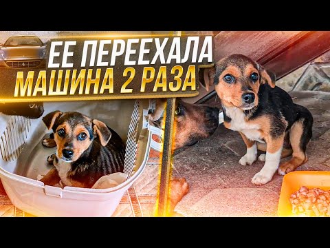 Видео: Ее переехали 2 раза. Забираю щенка с Новопавловска в Ставрополь