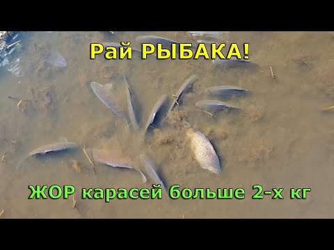 Видео: 😲 Здесь можно ловить КАРАСЯ мешками?!⛔️ ЖОР огромных КАРАСЕЙ больше 2х килограмм, а воды по колено 🐟