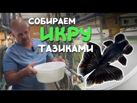 Видео: Нерест телескопа-бабочки. Собираем икру тазиками.