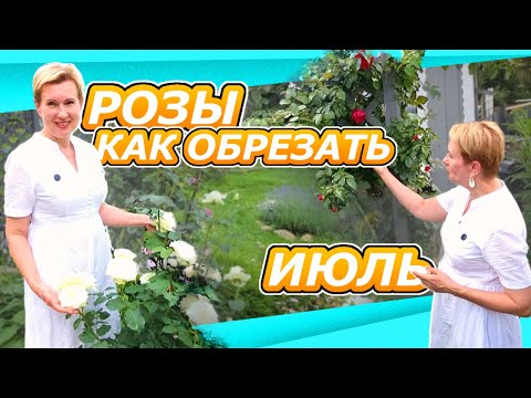 Видео: КАК ОБРЕЗАТЬ  РОЗЫ ЧТОБЫ ЕЩЕ РАЗ ЦВЕЛИ? КУСТОВЫЕ, ПЛЕТИСТЫЕ ШТАМБОВЫЕ - режем вместе + обзор сортов