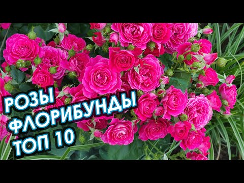 Видео: ТОП 10. РОЗЫ ФЛОРИБУНДА, СЕЗОН 2021.