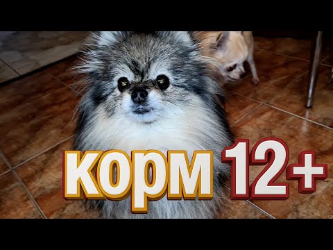 Видео: Корм Royal Canin 12+. Переводим Чихуахуа на корм для пожилых собак.