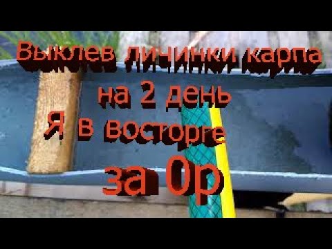 Видео: Выклев личинки карпа 2-й день, этап 3.