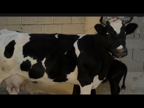 Видео: Навори шабона молхои босифат арзон дачаи Гозиен 6 ноября 2025 г.