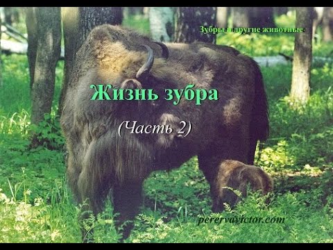Видео: Жизнь зубра (часть 2)