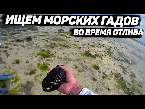 Видео: Заплыв в черепашьем питомнике. Нунгви. Занзибар декабрь 2020