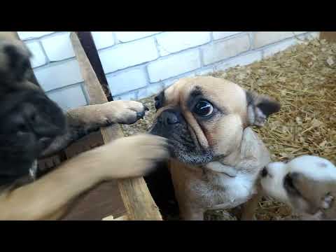 Видео: Бульдожки - няньки алабаев