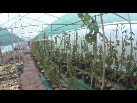 Видео: Ремонтантная ежевика Черная магия   выращивание в контейнерах