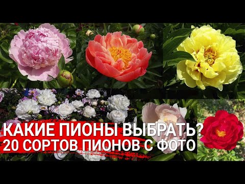 Видео: Какие пионы выбрать? 20 сортов пионов с фото