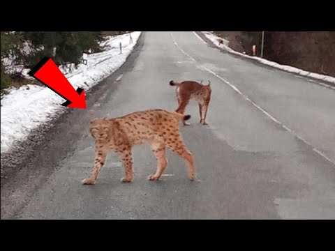 Видео: Рысь грозно выгнула спину дугой, перекрывая дорогу грузовику. Она требовала отдать ей...