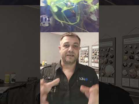 Видео: Наличие интеллекта у рыб ч.2