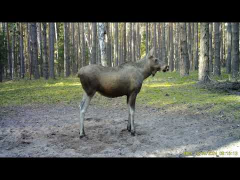 Видео: Фото ловушка на тропе в бору, гон лося сентябрь 2024г